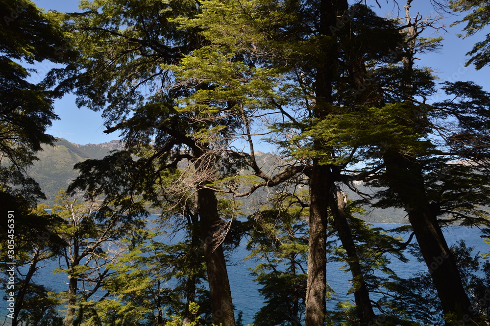 Fototapeta premium forest