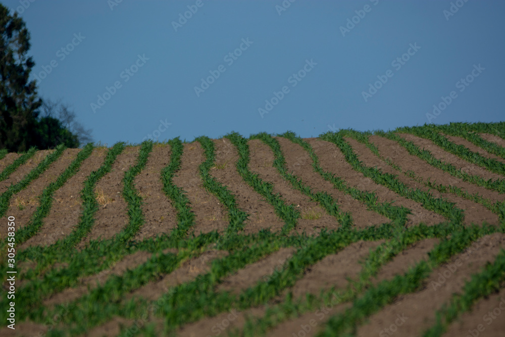 spring corn spring corn