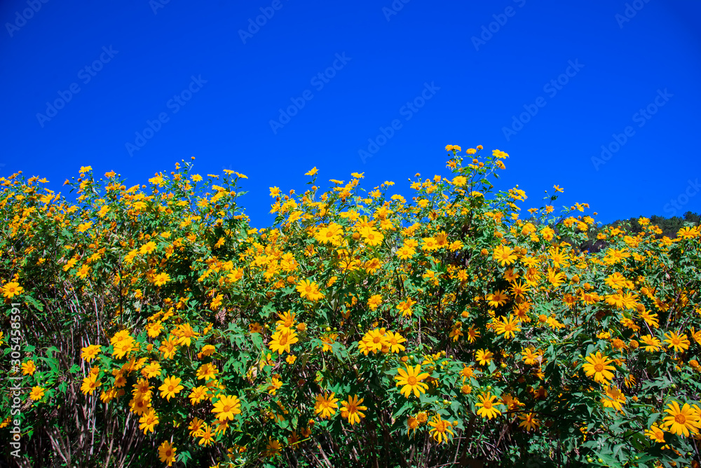 Obraz premium Tung Bua Tong Mexican sunflower field on mountain hill, beautiful and famous tourist attractive landscape on November of Doi Mae U Kho, Khun Yuam, Mae Hong Son, Thailand