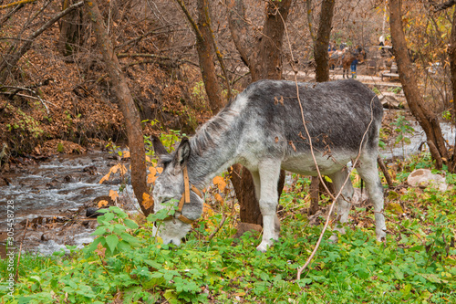 donkey grazing in the meadow