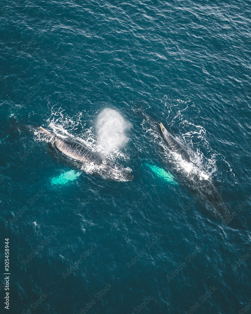 Naklejka premium Aerial view of several humpback whales diving in the ocean with blue water and blow. Showing white fin in atlantic ocean. Photo taken in Greenland Disko bay island.