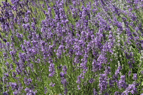A Floral Background of Purple Lavender Plant Flowers.