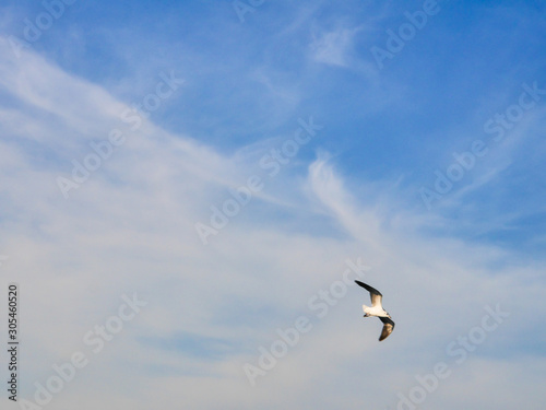  Blue sky, white clouds and seagulls © wisit