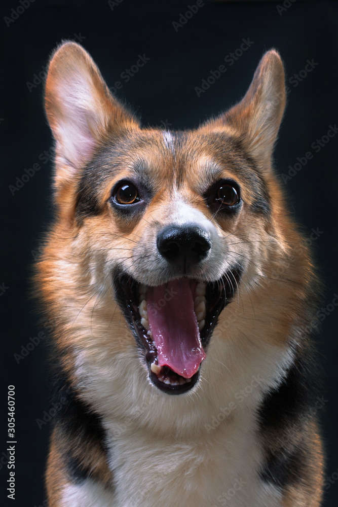 Red and white with black welsh corgi pembroke dog yawns