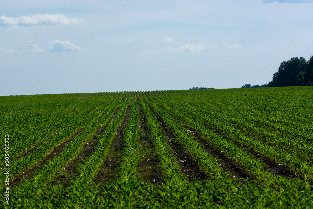 spring corn