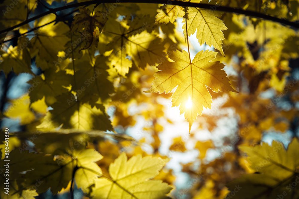 Yellow maple leaves glow in the sun, close-up. Sunny autumn day, withering leaves on the trees.