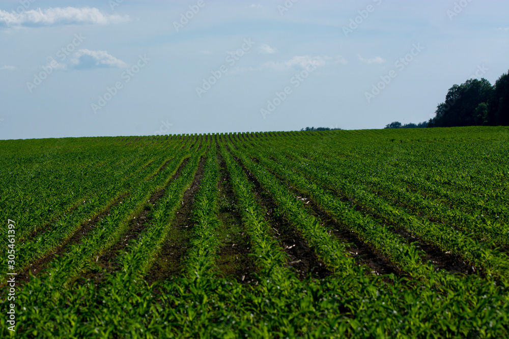 spring corn