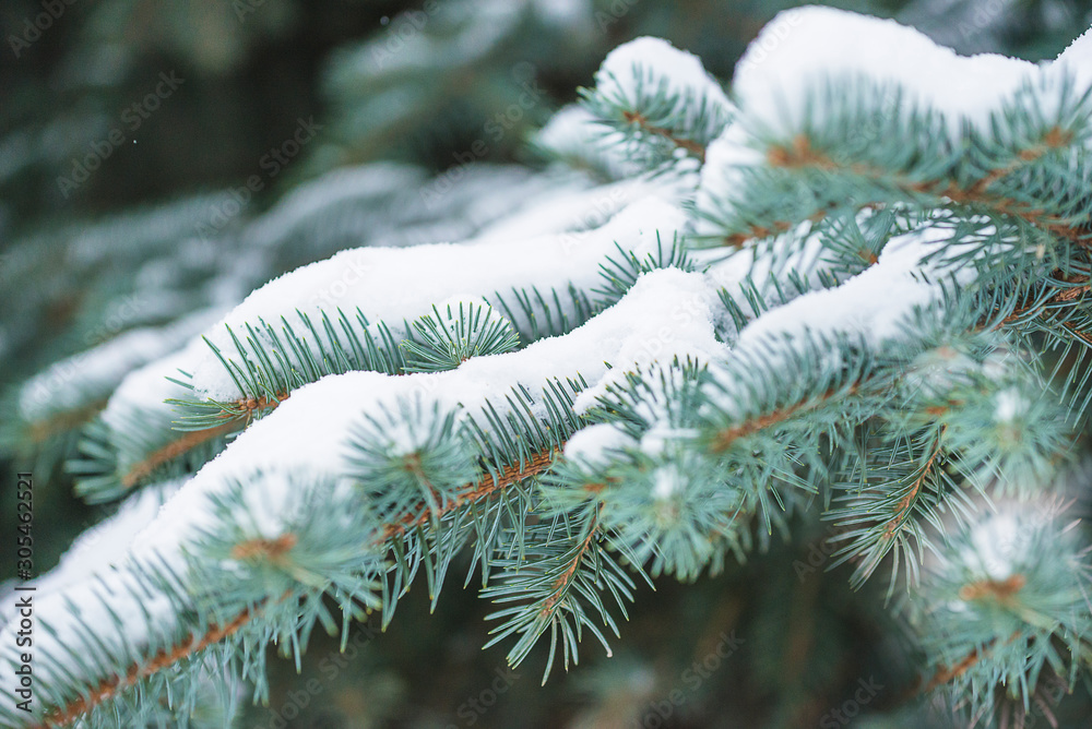 Beautiful blue spruce branch covered by fresh snow