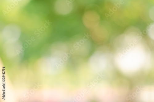 abstract bio green blur nature background trees lush foliage in the park at morning with sunlight.