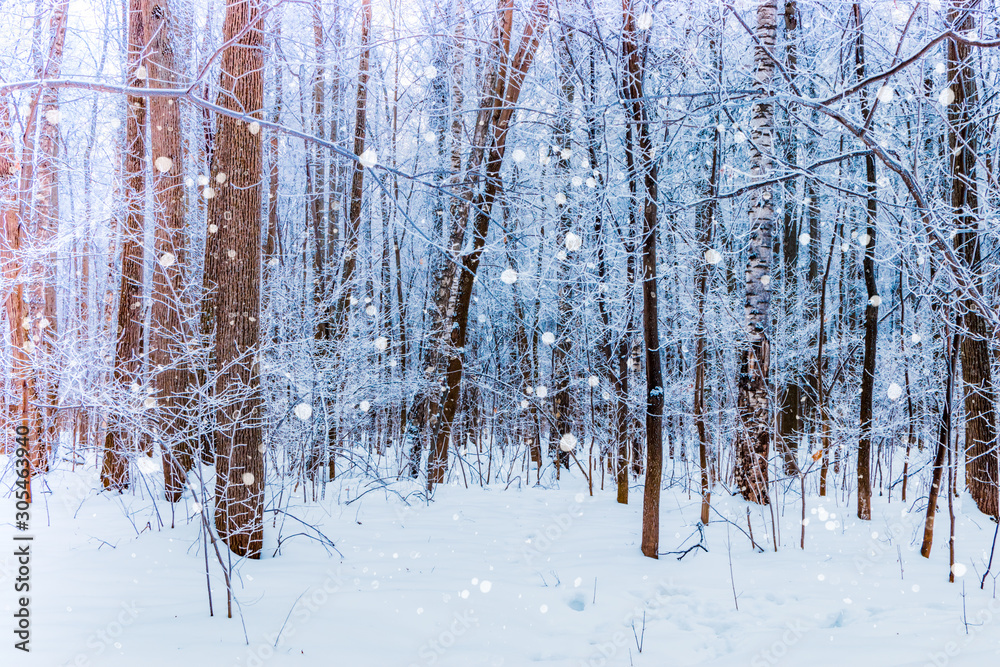 Fototapeta premium Blue winter landscape forest with trees and snow