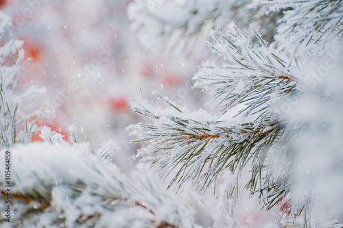 Winter christmas background with spruce branches in hoarfrost and snowflakes