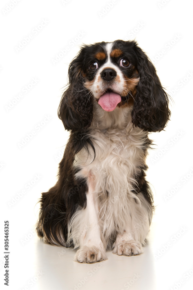 Sitting King Charles spaniel looking at the camera with mouth open isolated on a white background in a vertical image Sitting King Charles spaniel looking at the camera with mouth open isolated on a white background in a vertical image