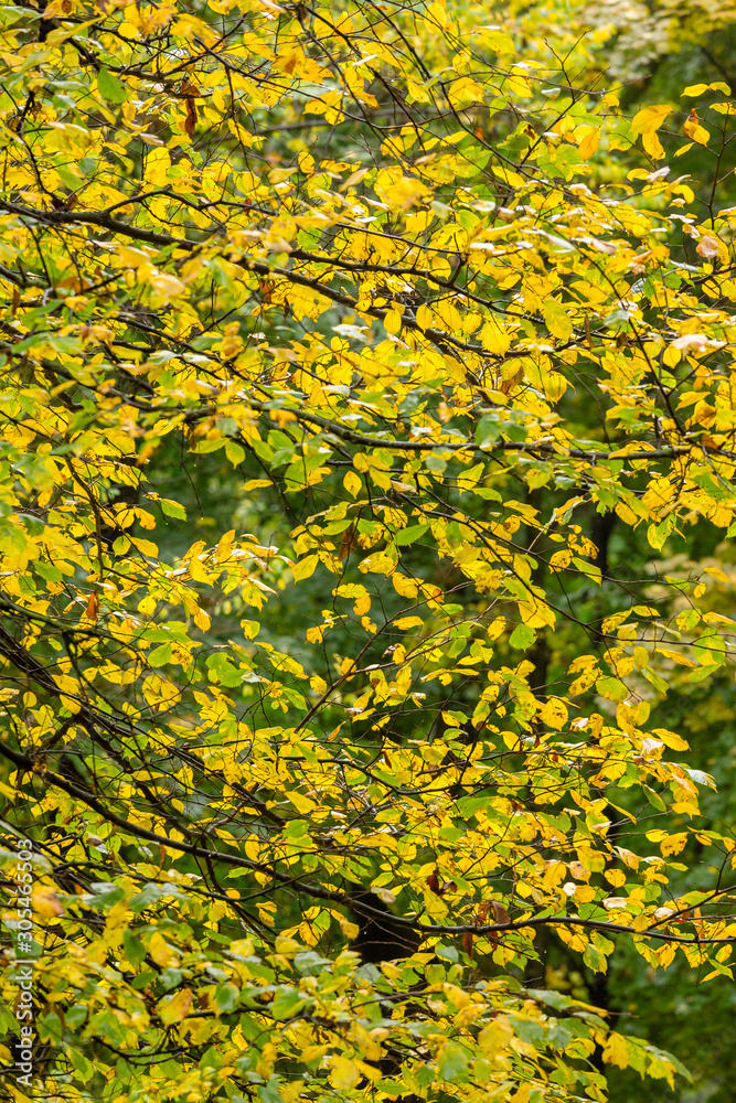 branches with autumn leaves background	