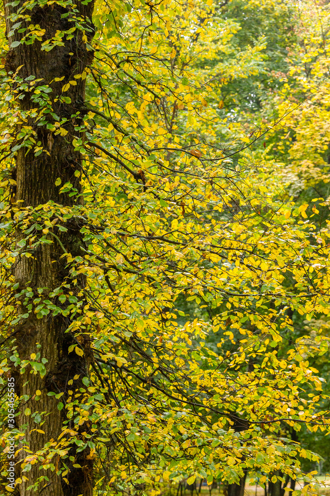 branches with autumn leaves background branches with autumn leaves background