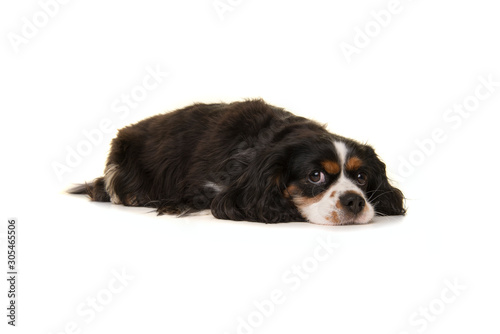 Cute King Charles spaniel lying down on the floor looking at the camera isolated on a white background