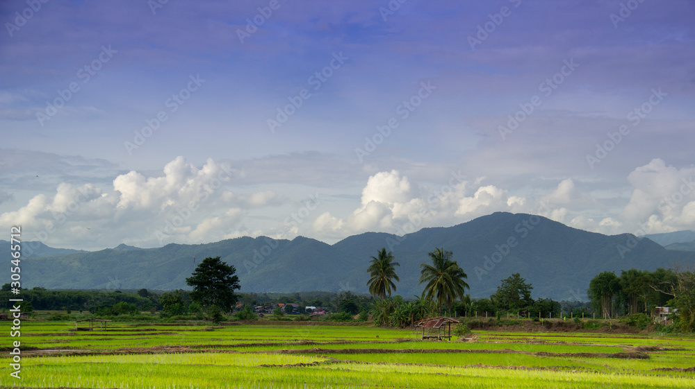 The green rice field with the trees and mountain view as background with the blue sky and white storm cloud in the rainy season at the country side in Thailand.