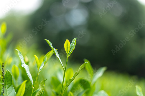 tea tree