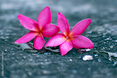 Pink plumeria flowers Fell on the cement floor