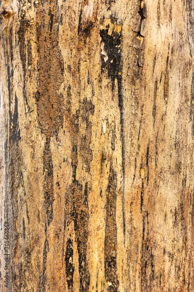 old wood texture of bark of a tree old wood texture of bark of a tree