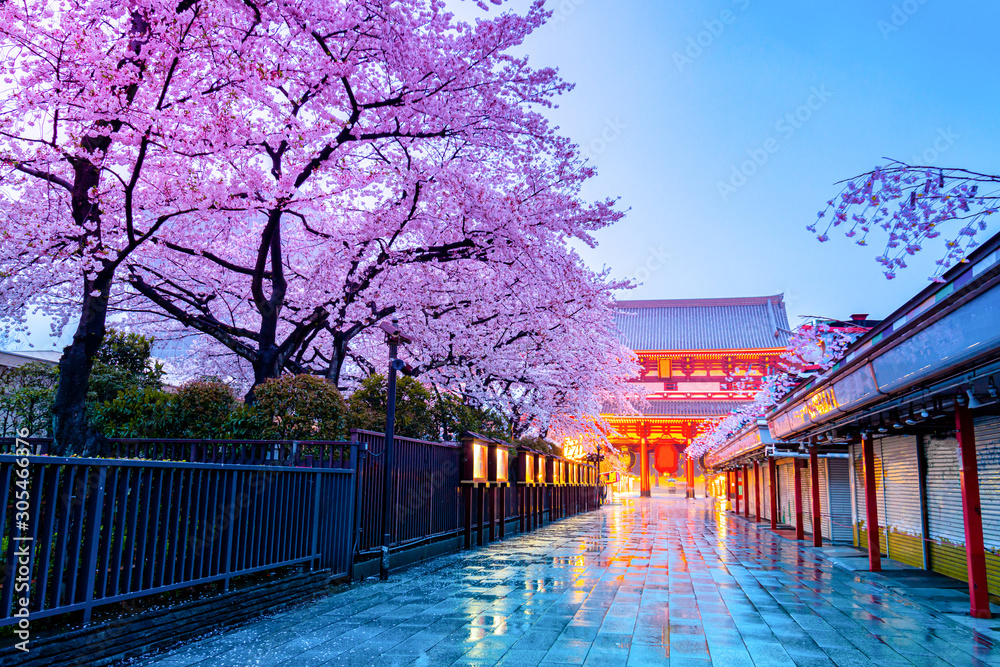 Cherry blossom season at Asakusa temple Tokyo Japan