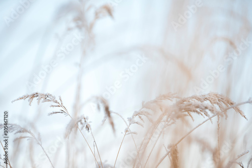 Frost covered bushgrasses, Calamagrostis epigejos, in winter landscape, selective focus and shallow depth of field