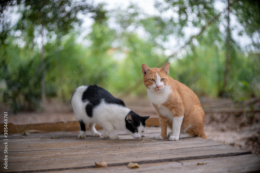A ginger cat with white cat and black spot on the wood litter, close up Thai cat