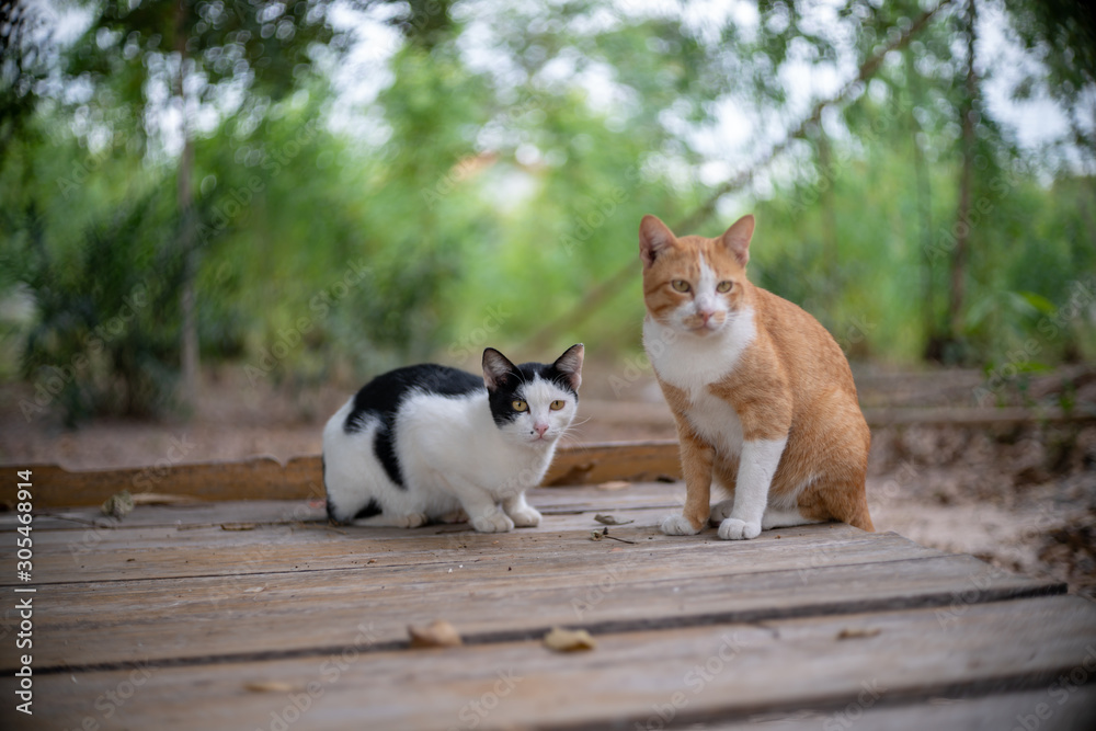A ginger cat with white cat and black spot on the wood litter, close up Thai cat