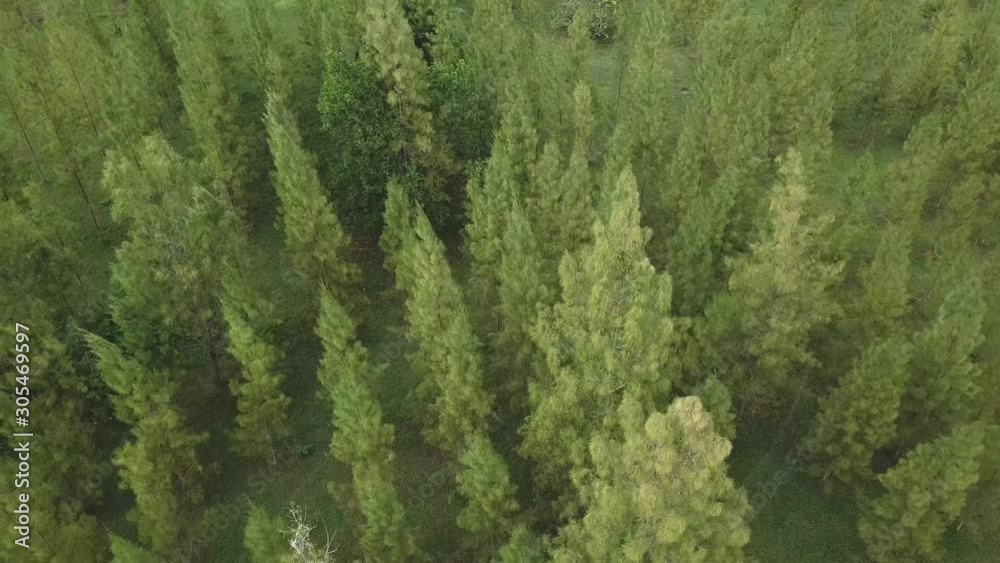 Drone fly on the top of pine trees forest, plant in farm have pattern in big grass field Drone fly on the top of pine trees forest, plant in farm have pattern in big grass field