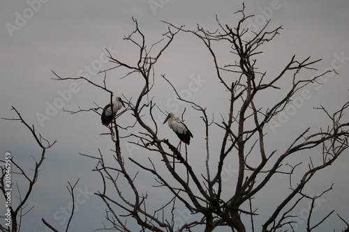 silhouette of birds on tree