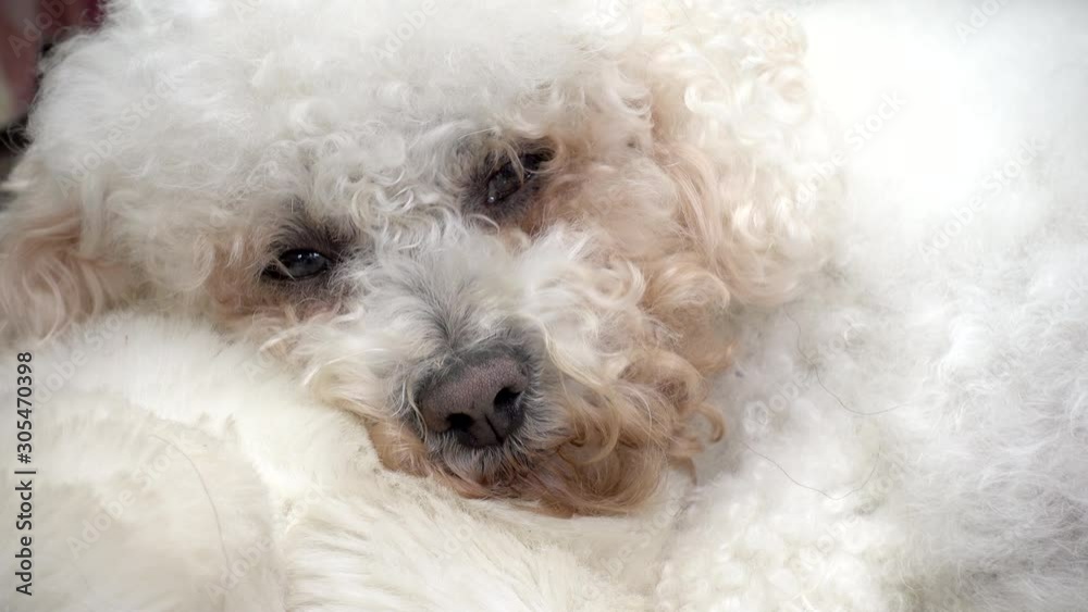 Closeup shot of a tired adult bichon frise pet dog, dozing on a white cushion. Closeup shot of a tired adult bichon frise pet dog, dozing on a white cushion.