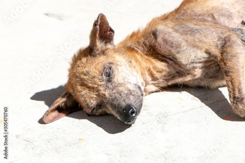 Mangy stray dogs on the street, homeless dog  