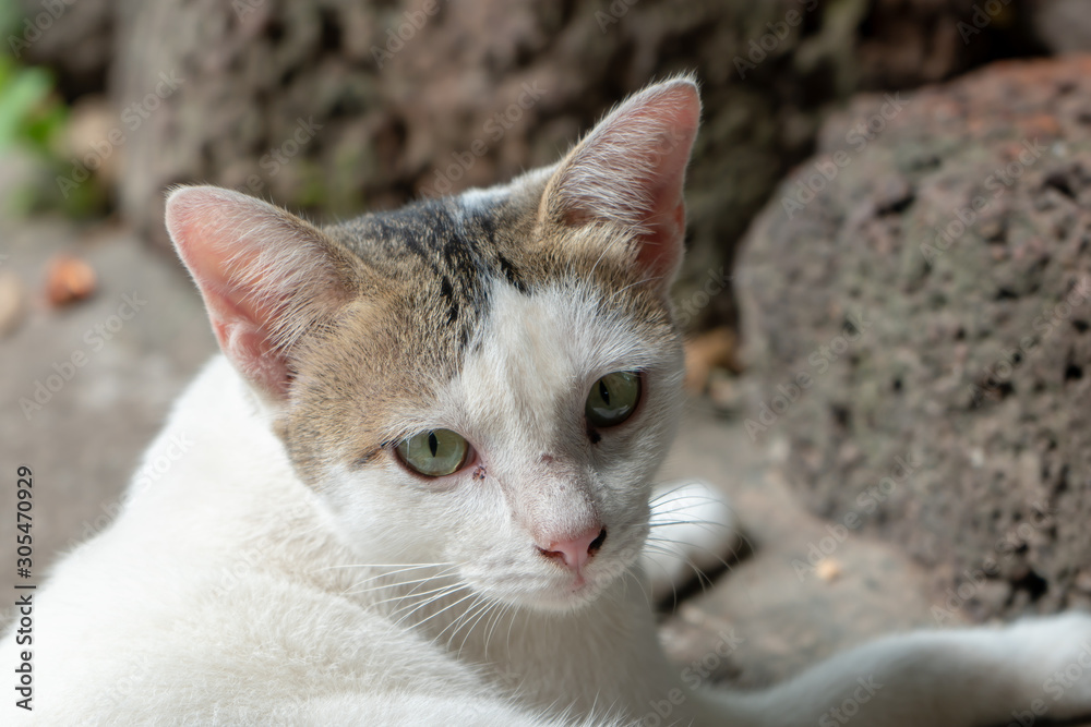 Portrait of white cat with spot on laterite background, close up Thai cat