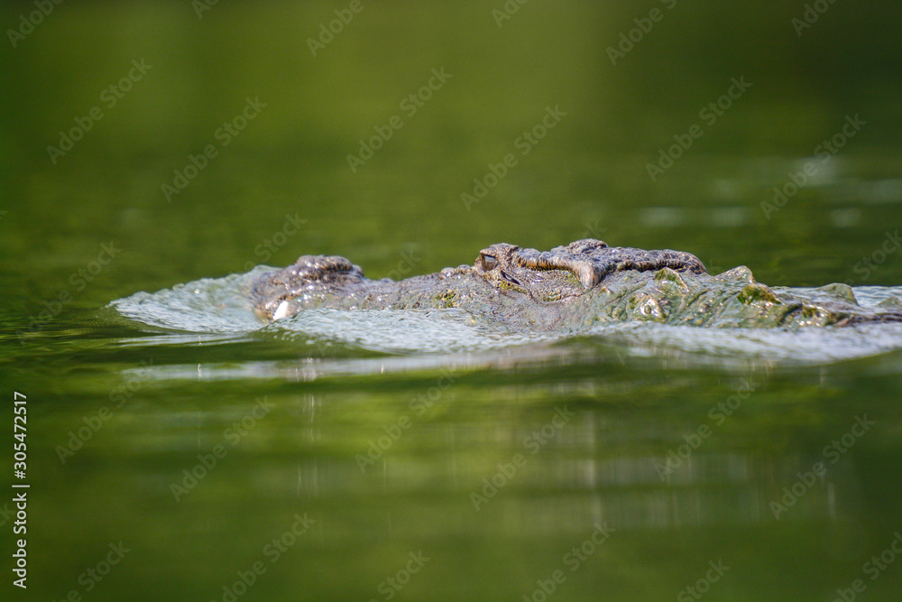 Crocodile at Ranganathittu Bird Sanctuary Crocodile at Ranganathittu Bird Sanctuary