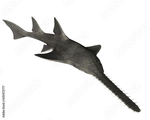 Onchopristis, a genus of extinct giant sclerorhynchid - 3D render photo