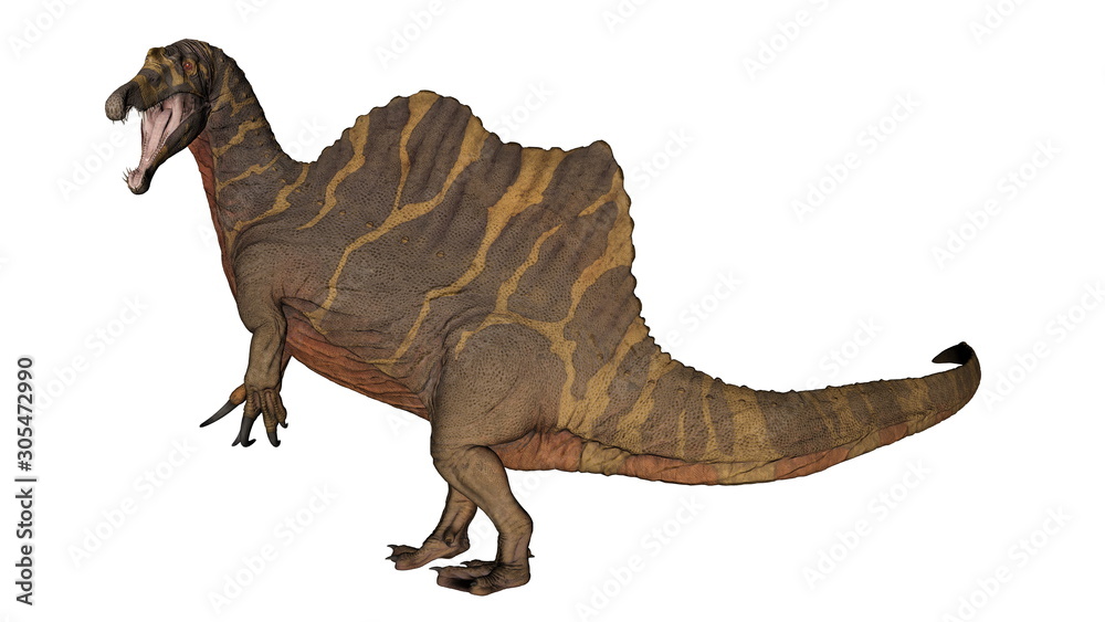 Spinosaurus dinosaur raoring while walking - 3D render Spinosaurus dinosaur raoring while walking - 3D render