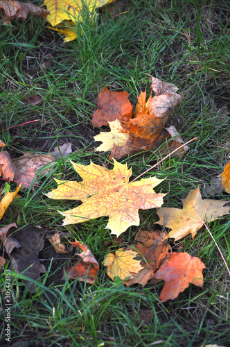 Autumn maple leaf is on the green grass.