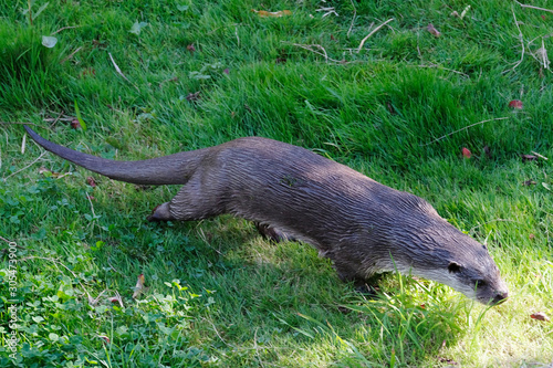 Otter in full length, walking on grass, from above