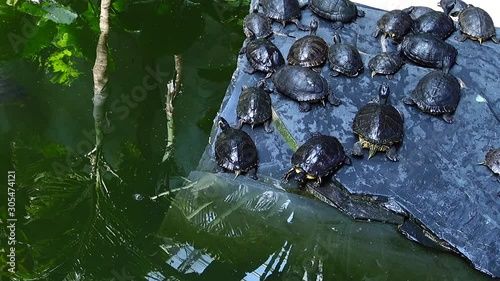 Madrid, Spain. Turtles at the station Atocha.