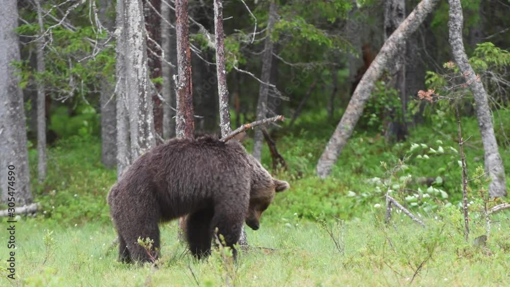 The bear scratched. Brown bear in the summer forest. Natural habitat. Scientific name: Ursus Arctos. Green natural background.