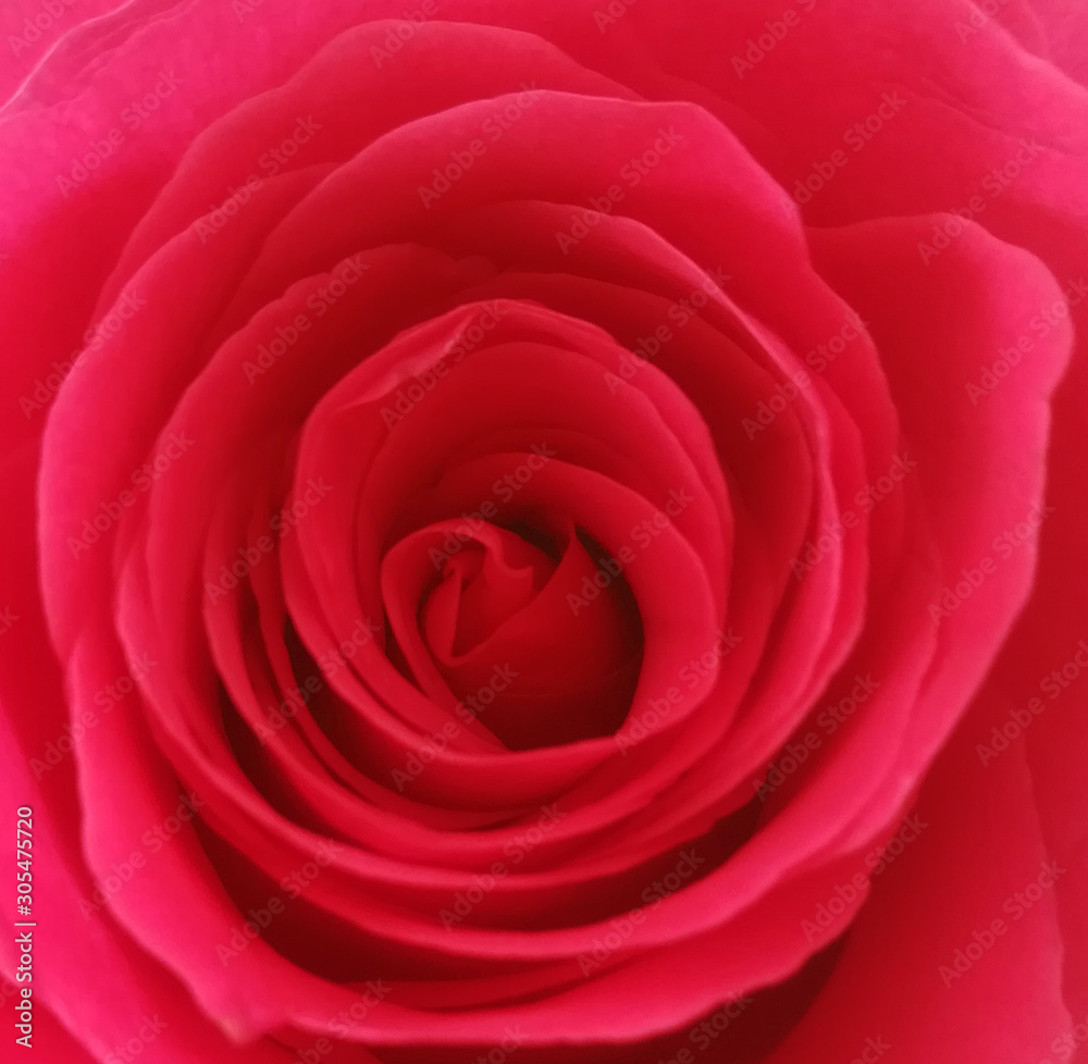 rose rose
