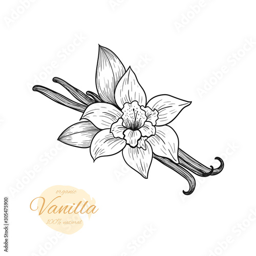 Vector vanilla  hand drawn sketch. Vintage style