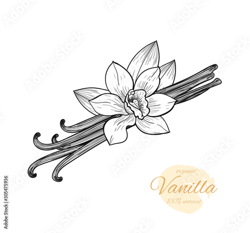 Vector vanilla  hand drawn sketch. Vintage style