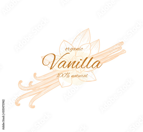 Vector vanilla  hand drawn sketch. Vintage style