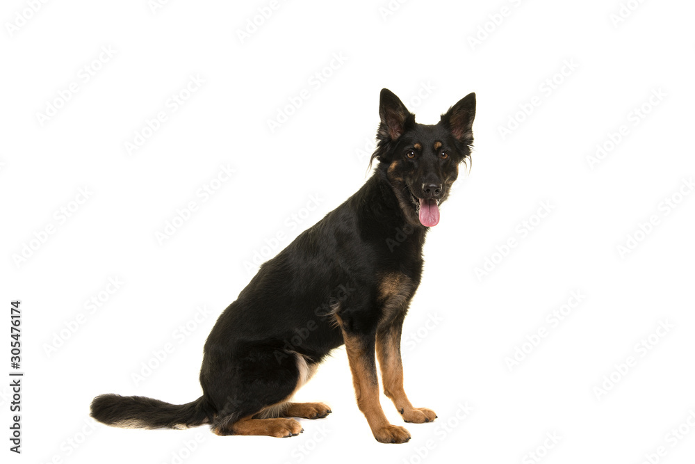 Sitting bohemian shepherd looking at the camera isolated on a white background seen from the side