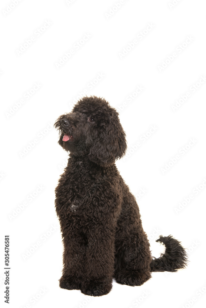Sitting black labradoodle dog looking up isolated on a white background Sitting black labradoodle dog looking up isolated on a white background