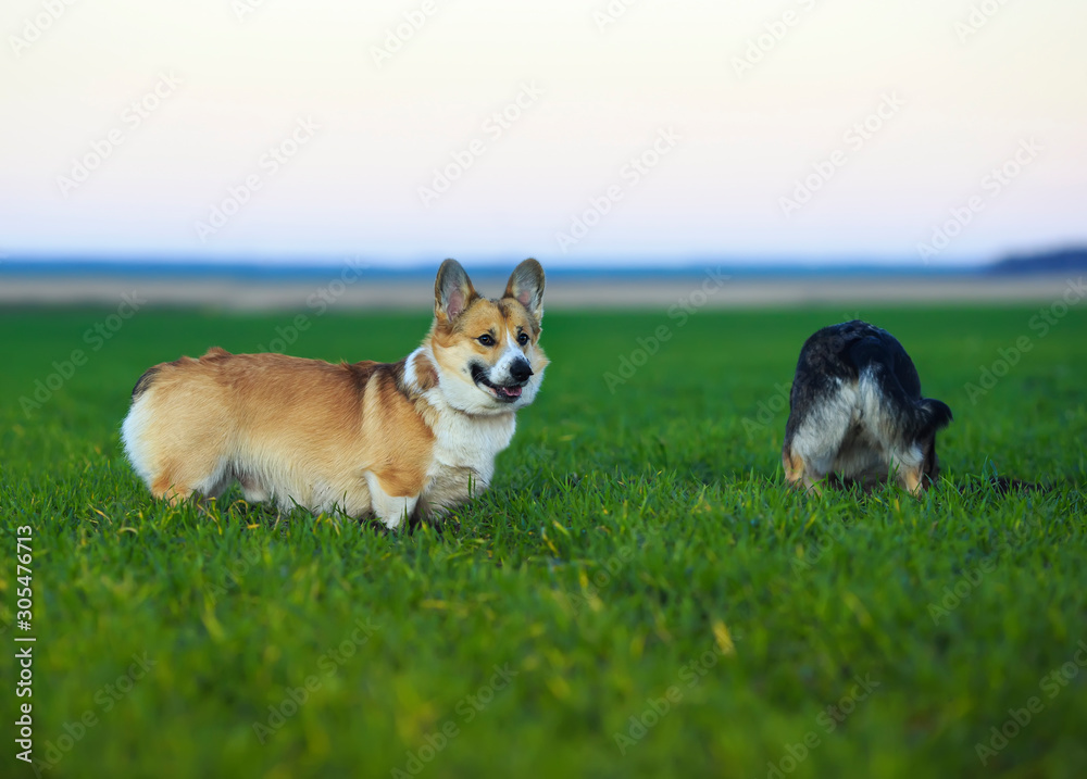 two satisfied dogs on the bright green grass dig the ground and holes soiling their muzzles and paws two satisfied dogs on the bright green grass dig the ground and holes soiling their muzzles and paws