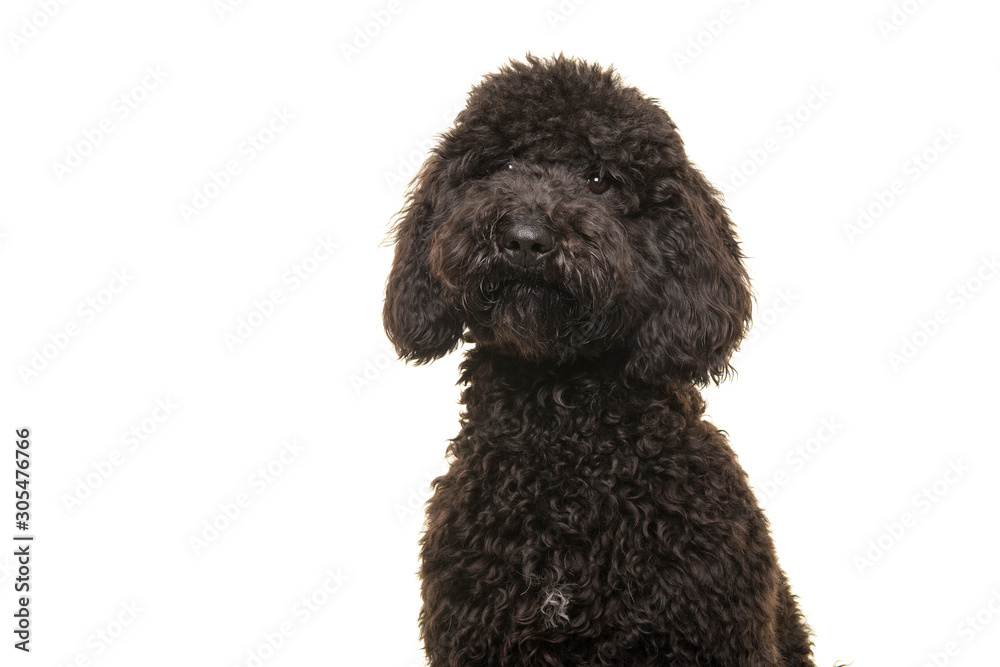 Portrait of a black labradoodle dog looking at the camera isolated on a white background Portrait of a black labradoodle dog looking at the camera isolated on a white background