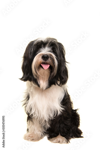 Fotografia Sitting Tibetan terrier looking at the camera isolated on a white background