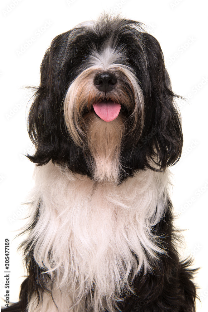Portrait of a Tibetan terrier with tongue isolated on a white background in a vertical image