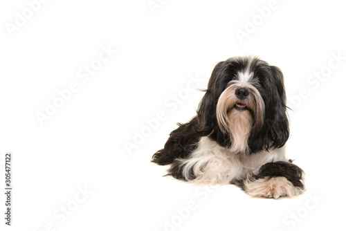 Fotografia Tibetan terrier lying looking at the camera isolated on a white background